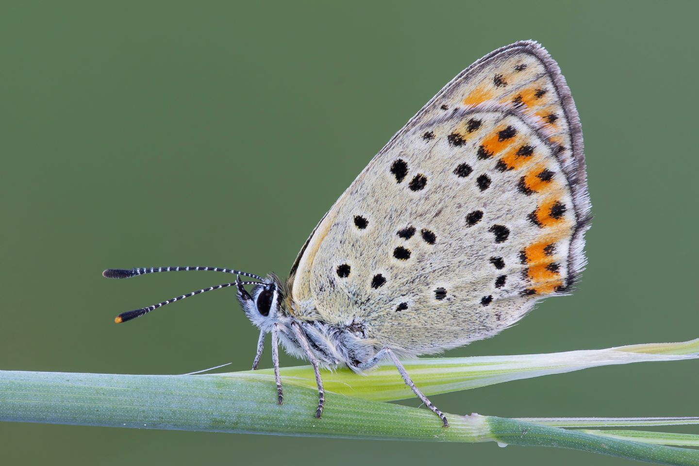 Lycaenidae - Lycaena thersamon